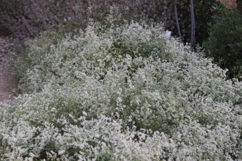 California buckwheat 'Warriner Lytle' blooming