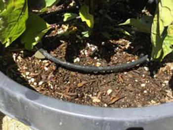 Eggplant in Light-colored plastic container with Soaker Hose - Courtesy UCANR