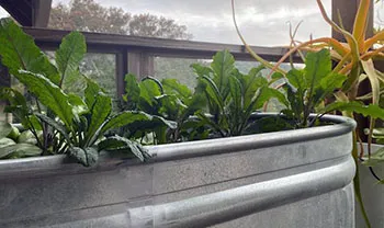 Kale Growing in a Metal Trough - Courtesy UCANR