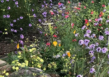 Spring_Flower_Mix_LOchoa_sm