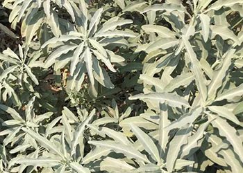 White_Sage_LOchoa_sm