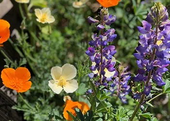 CA_Poppy_Lupine_LOchoa_sm copy
