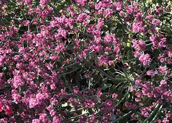 Red_Flowered_Buckwheat_LOchoa_sm