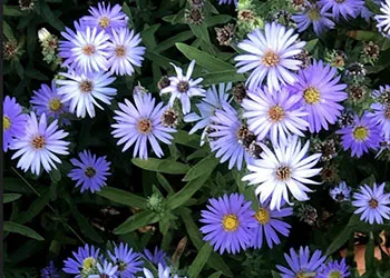 CA_Aster_LOchoa_sm