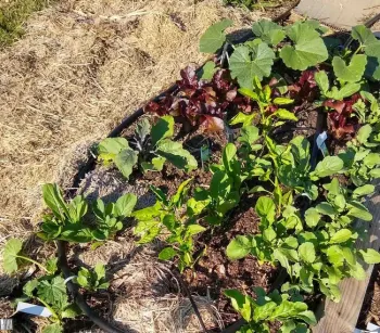 No Till vegetable garden 3 weeks after planting, Cheryl Cozad