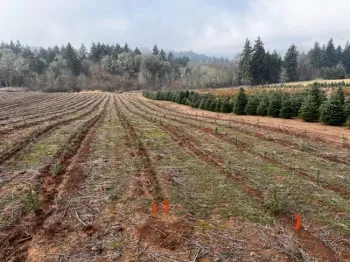 Figure 1. Overview of a Christmas tree planting where study was installed in the Winter of 2022.