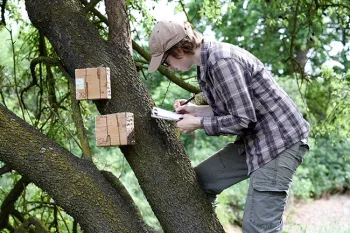 Co-lead author Clara Stuligross next a nest block for Osmia lignaria. (Photo courtesy of the Neal Williams lab)