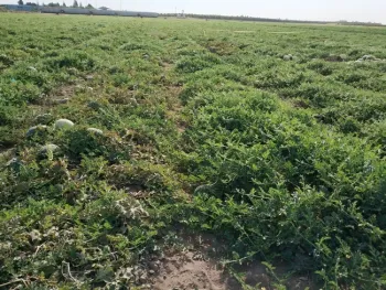 Las plantas de sandías más resistentes (a la derecha) muestran hojas y un dosel más grande comparadas con las que no están injertadas (a la izquierda). Fotografía por Zhen Wang.