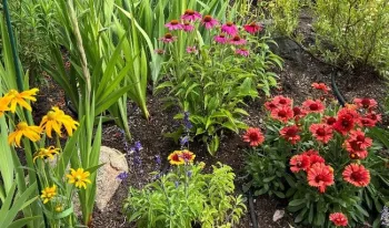 2022Q4 Feat2 perennials01