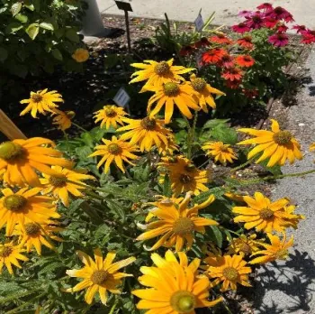 2022Q4 Feat2 perennials02