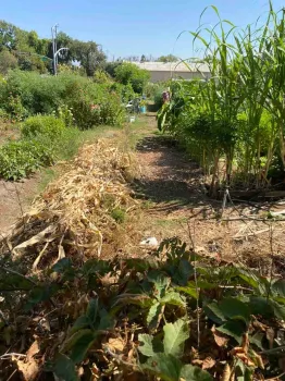 Oak Way Garden, G. Mahannah