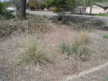 Leaves left alone to turn into mulch, Cindy Weiner