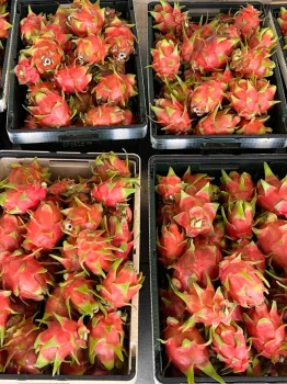 La Granja Dragon Delights empieza la cosecha muy temprano por la mañana y llena varias cajas con pitahayas y fruta del dragón.