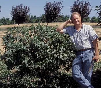 Man standing next to a fruit tree that is 4 1/2 to 5' tall.