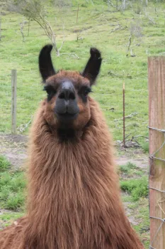 Our (iconic) Llama Spice - R.I.P.!