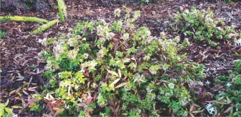 Pruned Abelia