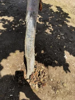 Figure 1: Herbicide-induced trunk injury in a young Willamette Valley hazelnut tree.