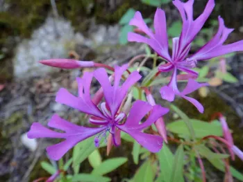 Red Ribbons (Clarkia concinna). Lorna Kunkle