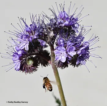 A honey bee, packing blue-purple pollen, heads for a Phacelia. (Photo by Kathy Keatley Garvey)
