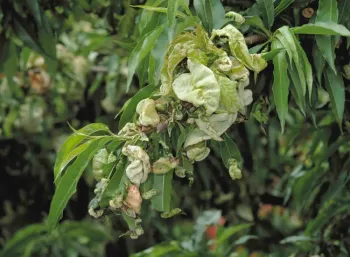 Peach leaves puckered and distorted from peach leaf curl. Jack Kelly Clark, UC IPM