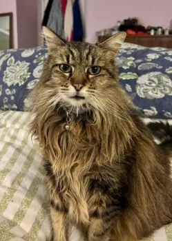 Fluffy gray tabby cat sitting on a bed.
