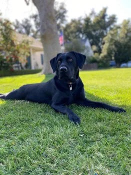Black labrador lays on a green lawn in the shade of a tree.