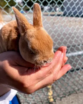An adorable bunny!