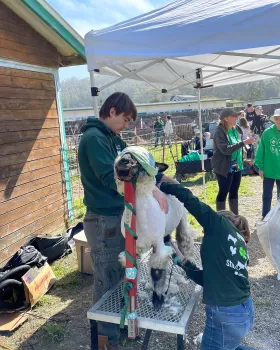 4-H'ers sheep sheering on Animal Field Day