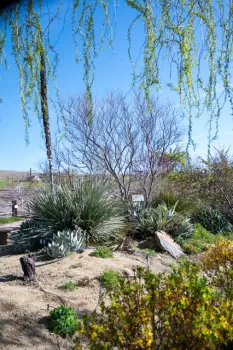 05-31-23_MD_SDG_Rock_Garden_Photo_2_by_Judy_Hobbs