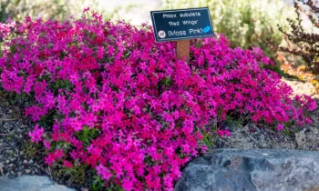 05-31-23_MD_SDG_Rock_Garden_Photo_3_by_Judy_Hobbs