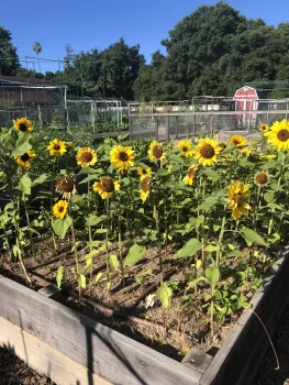 A garden at McClellan Ranch featuring blooming sunflowers with bright yellow petals and green leaves, set against a blue sky and background structures
