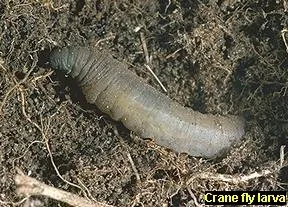 Crane Fly Larvae - photo from UCIPM