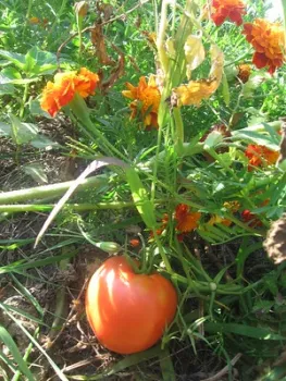 Tomato and french marigolds by henna lion is licensed under CC BY-NC 2.0.