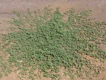 Puncturevine raditing from taproot. Jeanette Alosi