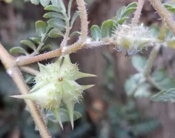 Puncturevine seedpods. Jeanette Alosi