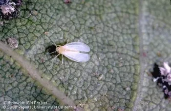 Crown whitefly adult on leaf. Jack Kelly Clark, UC IPM