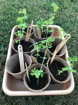 Seeds growing at Little Chico Creek elementary - part of the Next Generation Science Standards curriculum in the school garden program run by Master Gardeners. Karina Hathorn