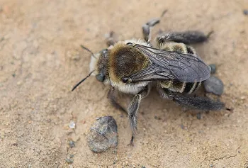 Close-up of a bindweed turret bee, Diadasia bituberculata. (Photo by Rachel Vannette)