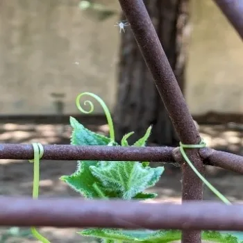 tendril