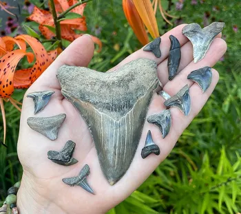 Emily Bzdyk finds many shark teeth, which prompts her friends to ask if there is a tooth fairy involved.