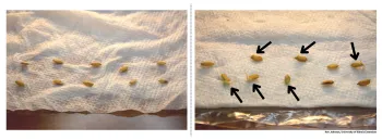Two photographs of seeds on a paper towel. The left shows sprouted seeds, while the right highlights germination with roots emerging from some seeds, indicated by black arrows.