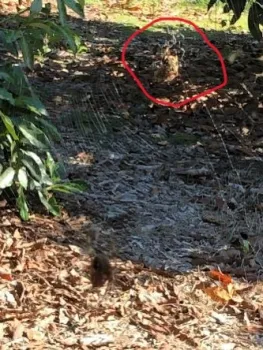 orb web spider outline circle