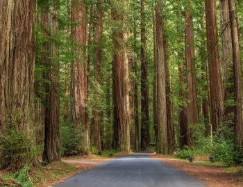 thumbnail Humboldt Redwoods