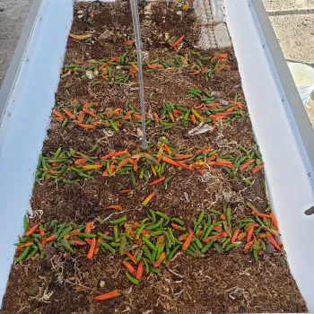 They LOVED the peppers