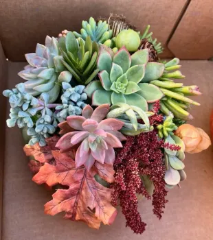 A circular arrangement of colorful succulents and autumn leaves, featuring shades of green, blue, pink, and red against a muted brown background.