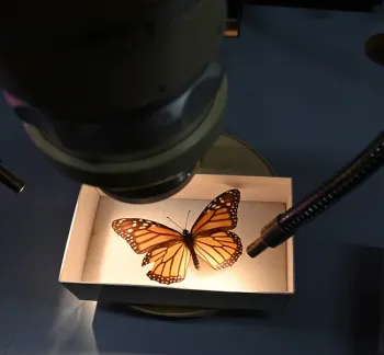 Bohart Museum open house visitors delighted in seeing a close-up of a monarch specimen through a microscope. (Photo by Kathy Keatley Garvey)