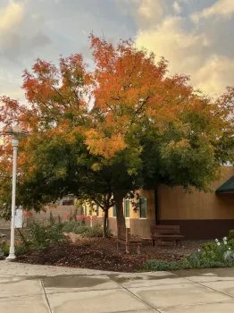 Colorful tree with red, orange, yellow, and green leaves against a blue sky.