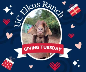 A goat face framed with the words: UC Elkus Ranch Giving Tuesday
