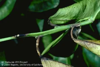 Black lesions on leaf axils and petioles caused by citrus blast. UC IPM Program
