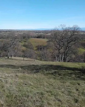 Blue oaks dot the foothills of the coast range. Laura Lukes